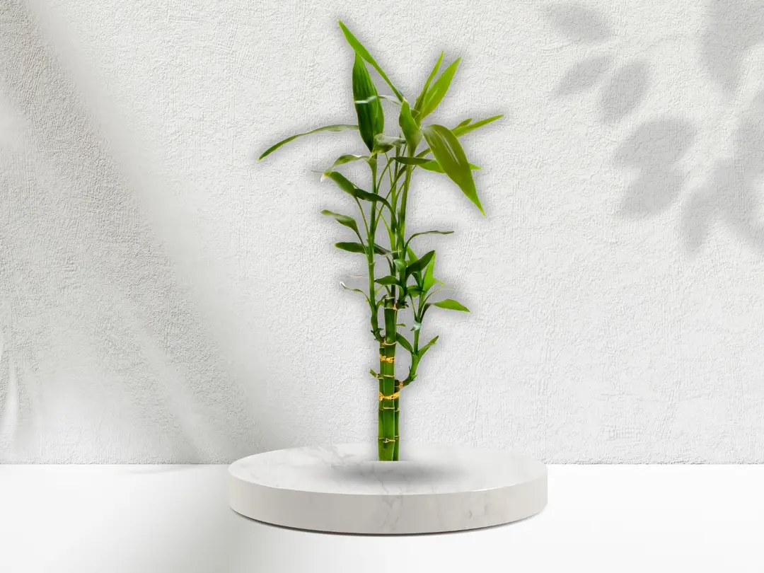 Lucky Bamboo